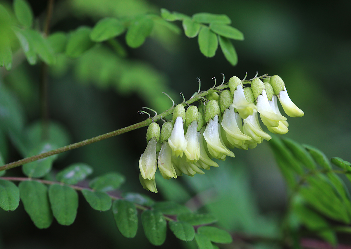 Изображение особи Astragalus membranaceus.