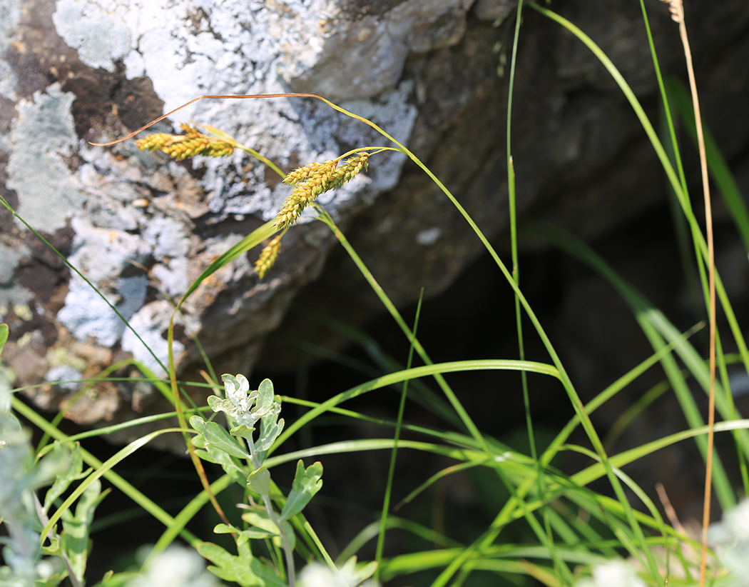Изображение особи Carex peiktusani.
