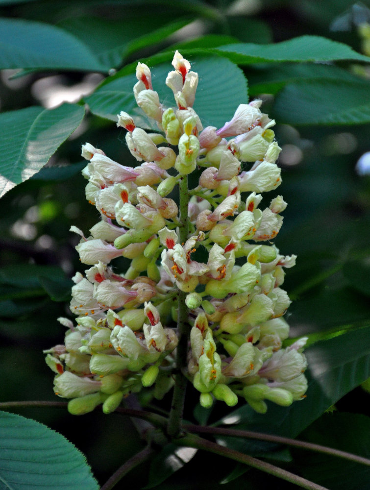 Image of Aesculus flava specimen.