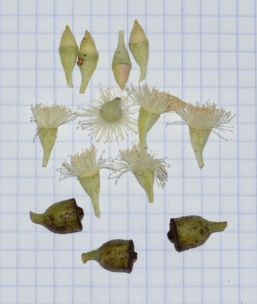 Image of Eucalyptus pruinosa specimen.