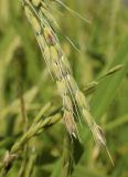 Oryza sativa