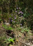 Campanula sibirica