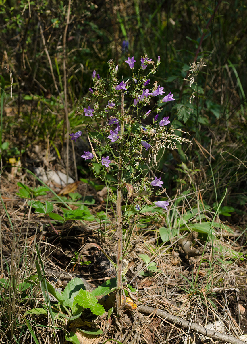 Image of Campanula sibirica specimen.