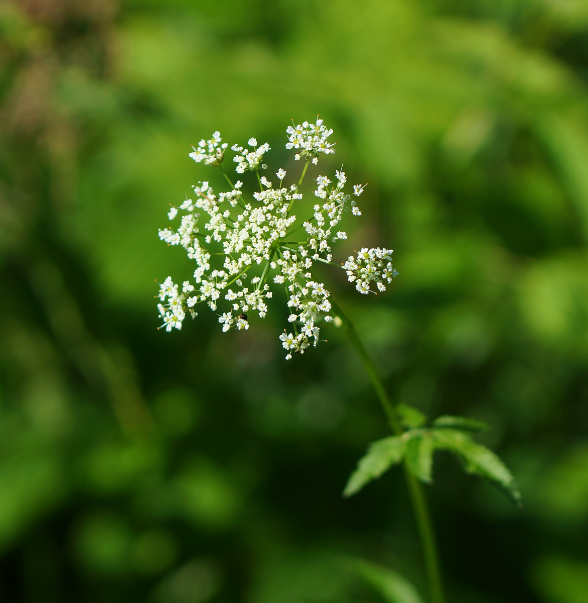 Image of Chaerophyllum aromaticum specimen.