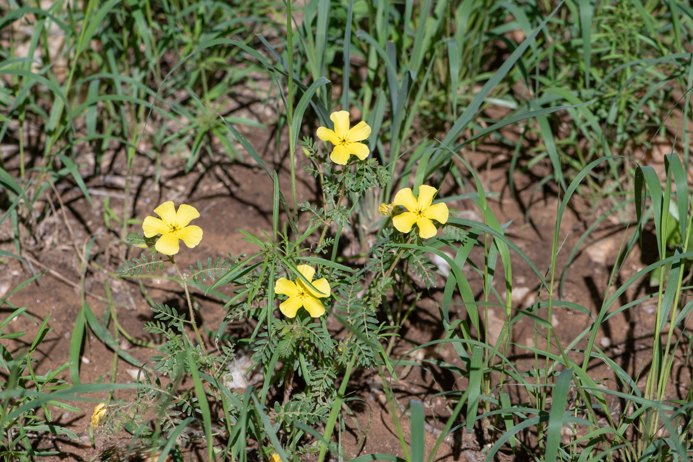 Изображение особи Tribulus zeyheri.