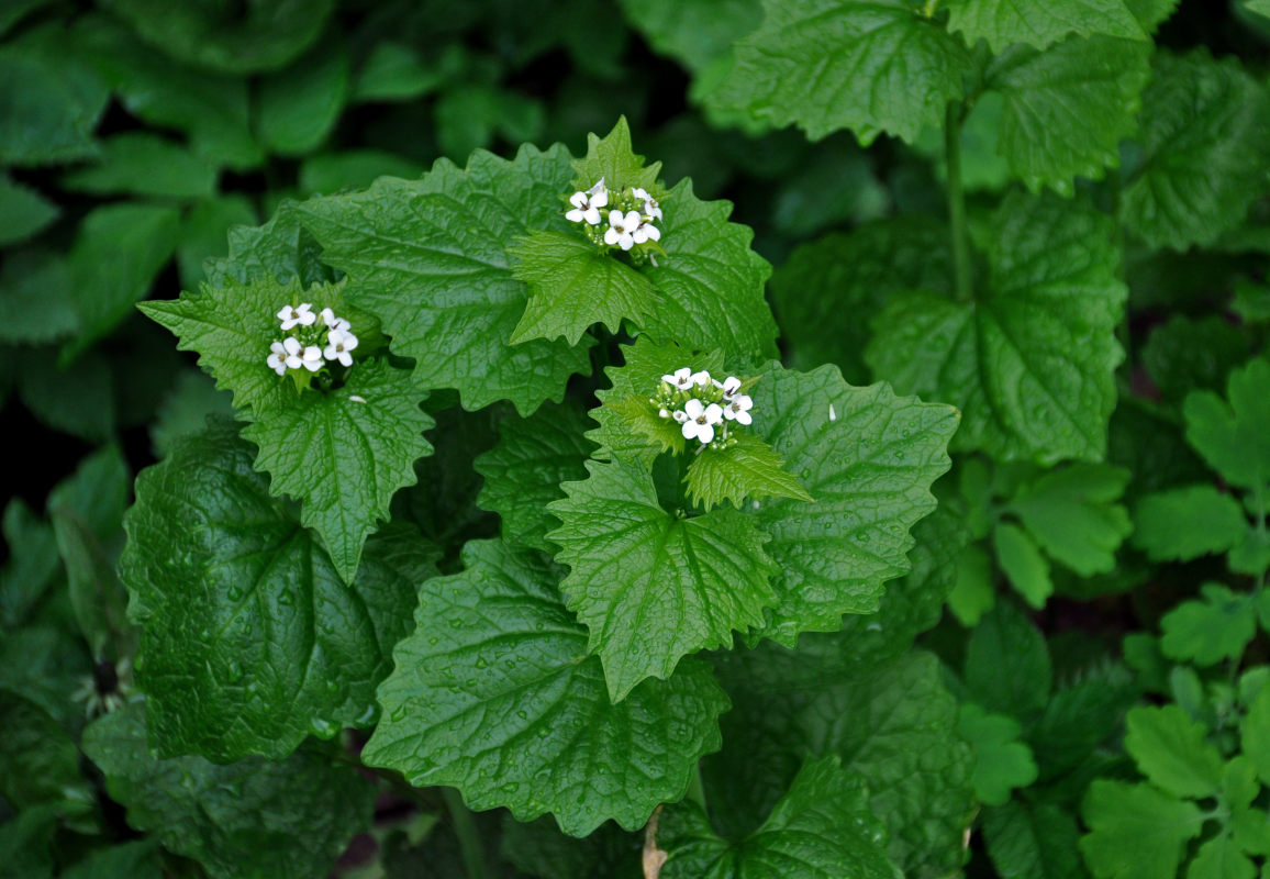 Image of Alliaria petiolata specimen.