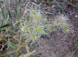 Clematis songorica