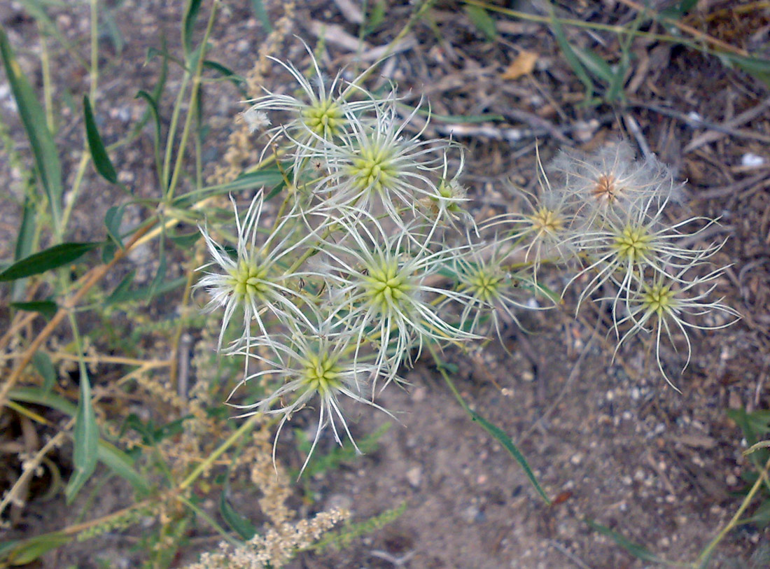 Image of Clematis songorica specimen.