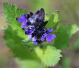 Ajuga genevensis. Цветок. Республика Татарстан, Спасский р-н, окр. г. Болгар, край техногенной площадки у леса. 29.05.2019.