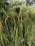 Typha laxmannii. Верхушки побегов с соцветиями. Украина, г. Запорожье, пос. Солнечный, балка Березноватая, мелководье озерка. 10.07.2020.
