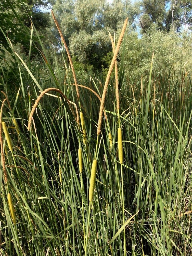 Изображение особи Typha laxmannii.