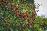 Crataegus