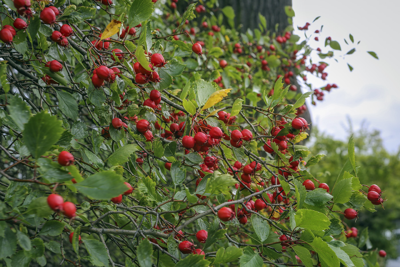 Изображение особи род Crataegus.