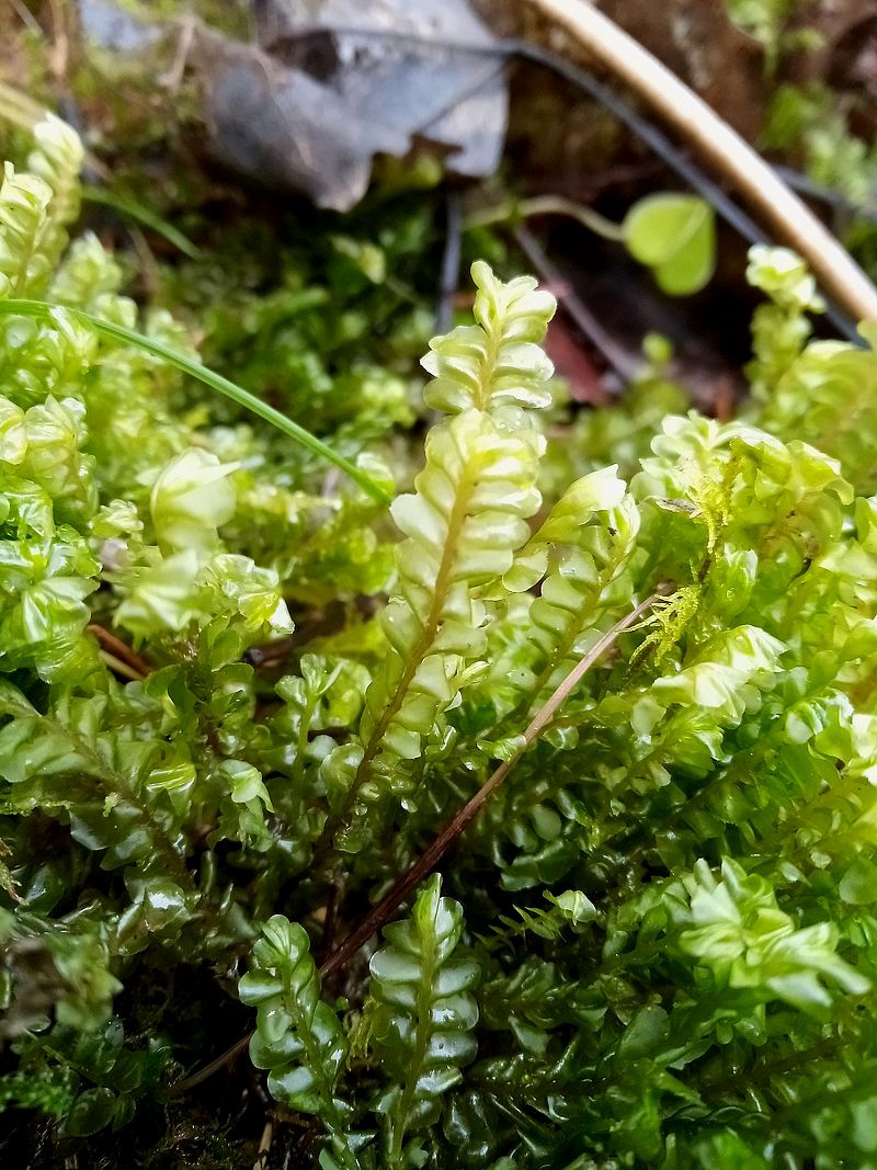 Изображение особи Plagiochila asplenioides.