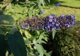 Buddleja davidii. Отцветающее соцветие. Тверская обл., г. Тверь, городской сад, клумба. 16 сентября 2020 г.