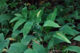 Polygonatum odoratum. Плодоносящее растение. Смоленская обл., Демидовский р-н, национальный парк \"Смоленское Поозерье\", побережье оз. Сапшо, опушка смешанного леса. 15.08.2020.