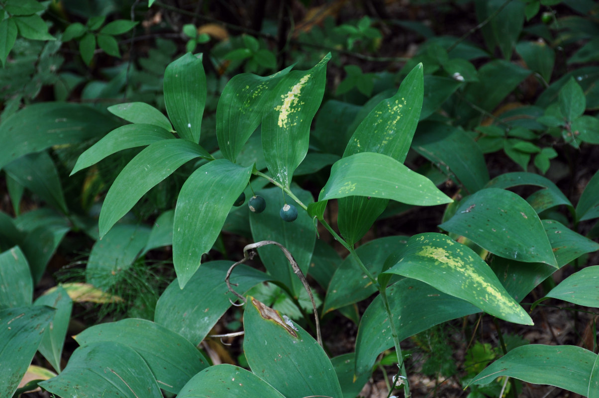 Изображение особи Polygonatum odoratum.