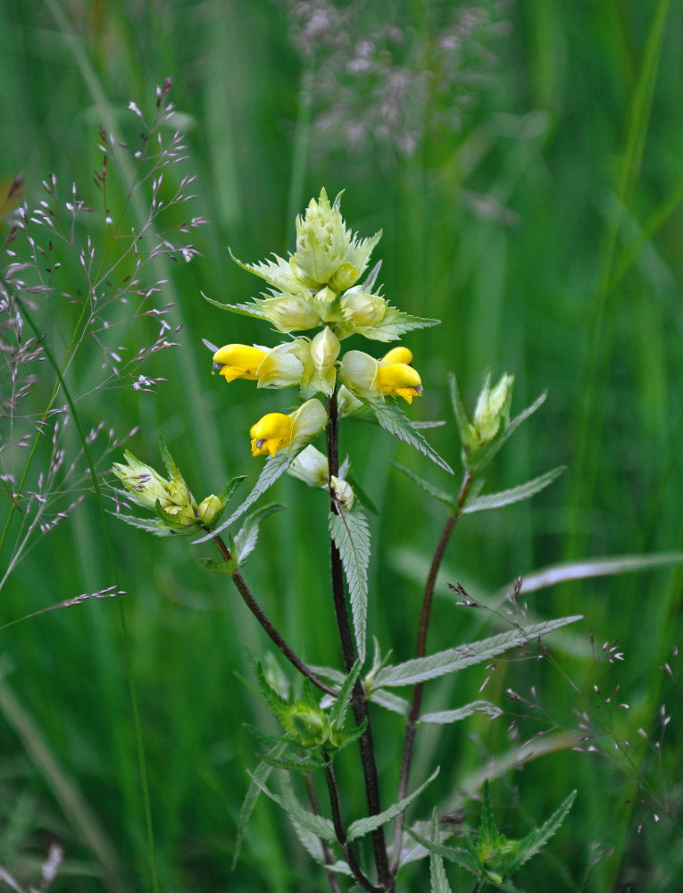 Image of genus Rhinanthus specimen.