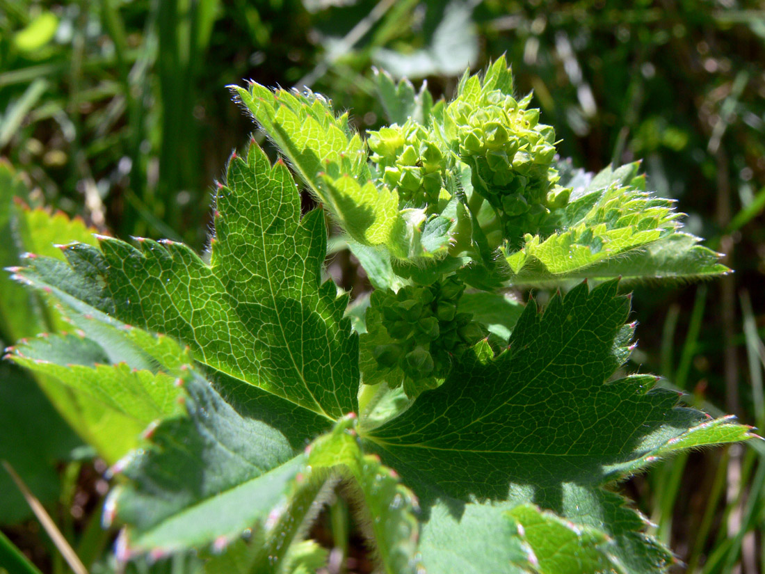 Image of Alchemilla subcrenata specimen.