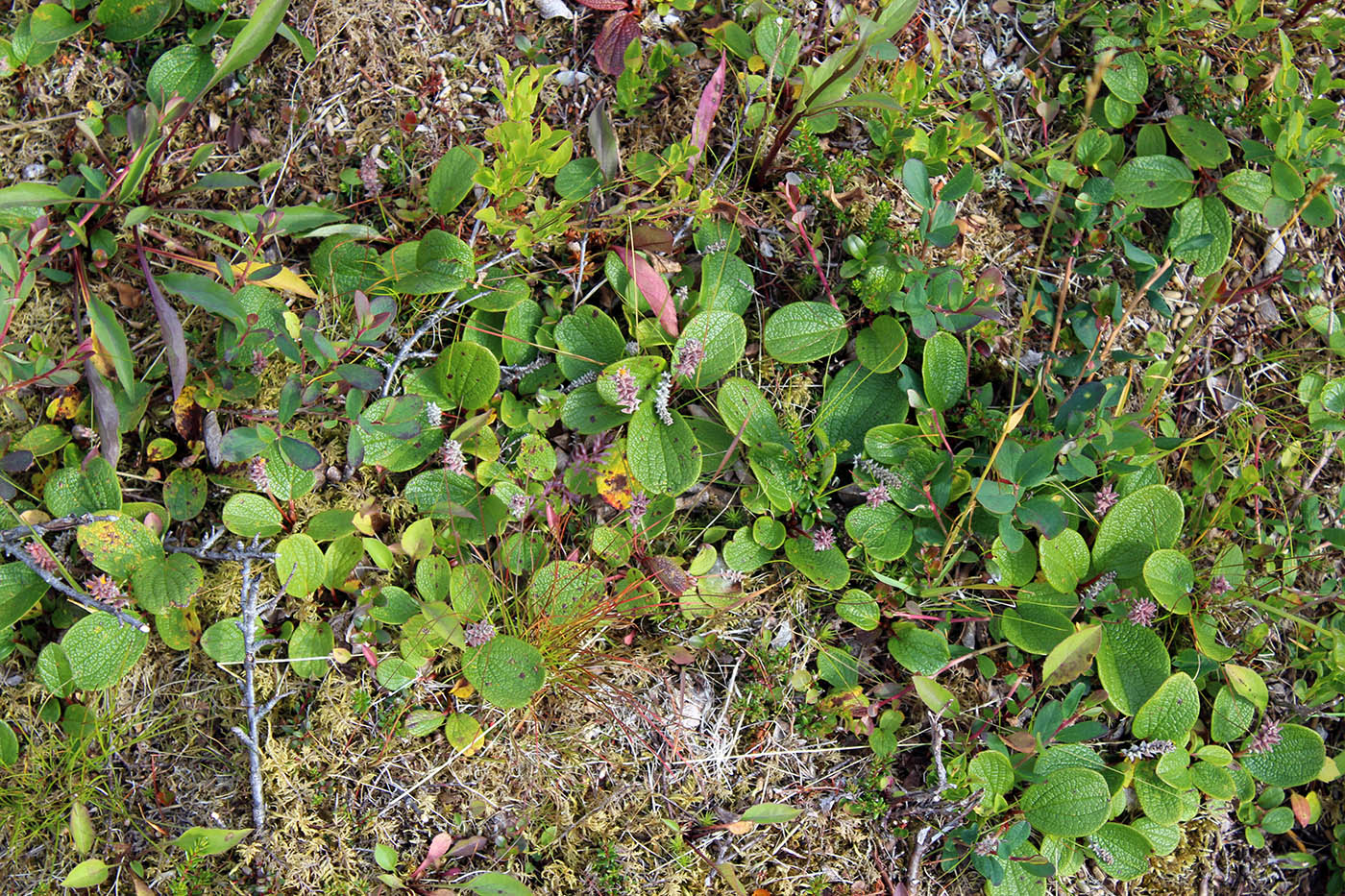 Image of Salix reticulata specimen.