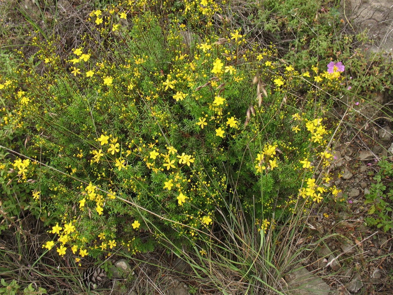 Изображение особи Hypericum empetrifolium.