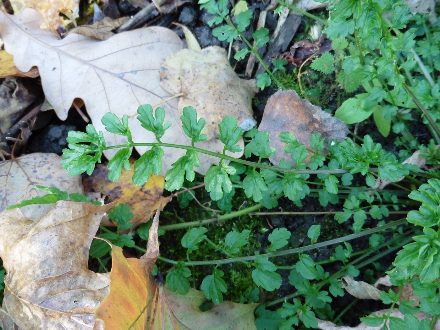 Image of Cardamine impatiens specimen.