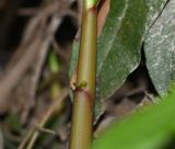 genus Begonia