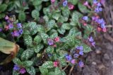 Pulmonaria officinalis