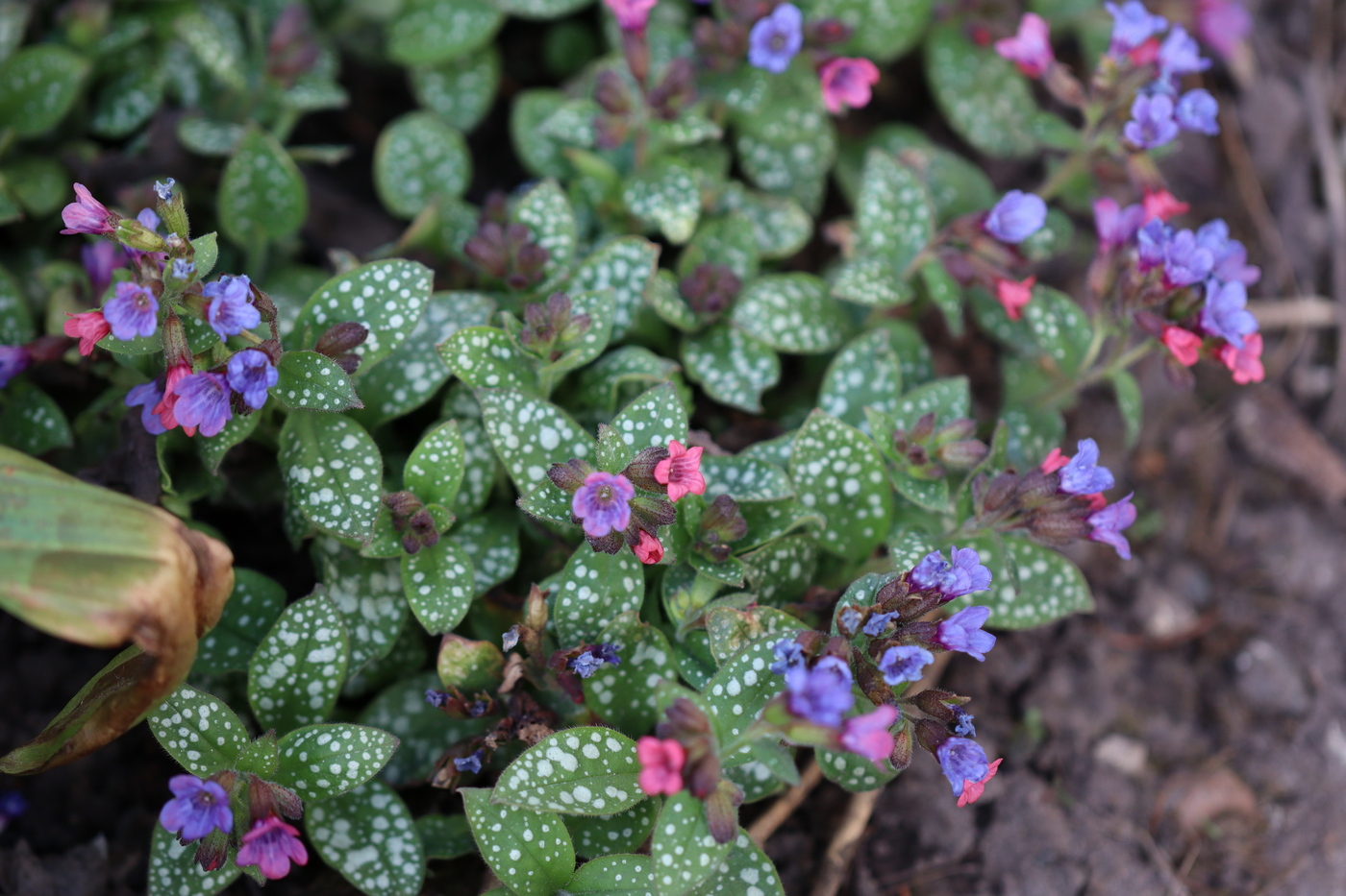 Изображение особи Pulmonaria officinalis.