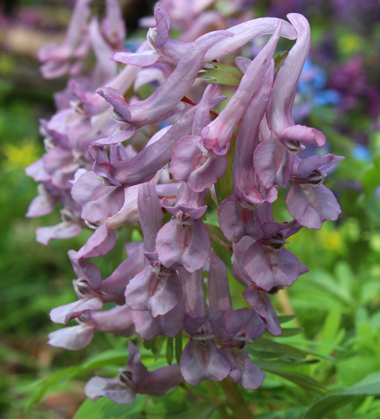 Image of Corydalis solida specimen.