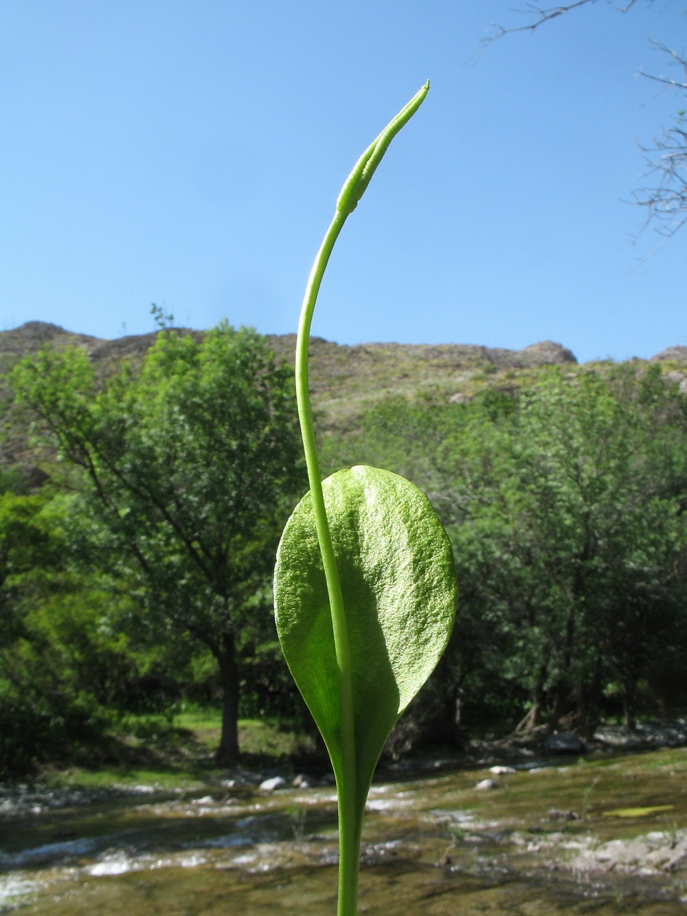 Image of Ophioglossum bucharicum specimen.