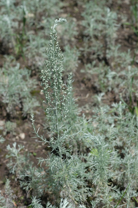 Image of Artemisia austriaca specimen.