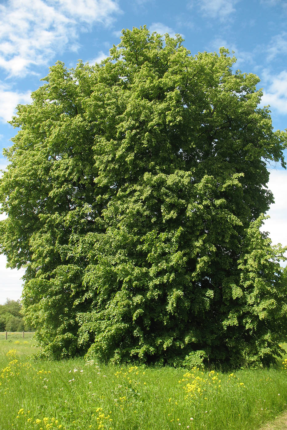 Изображение особи Tilia cordata.