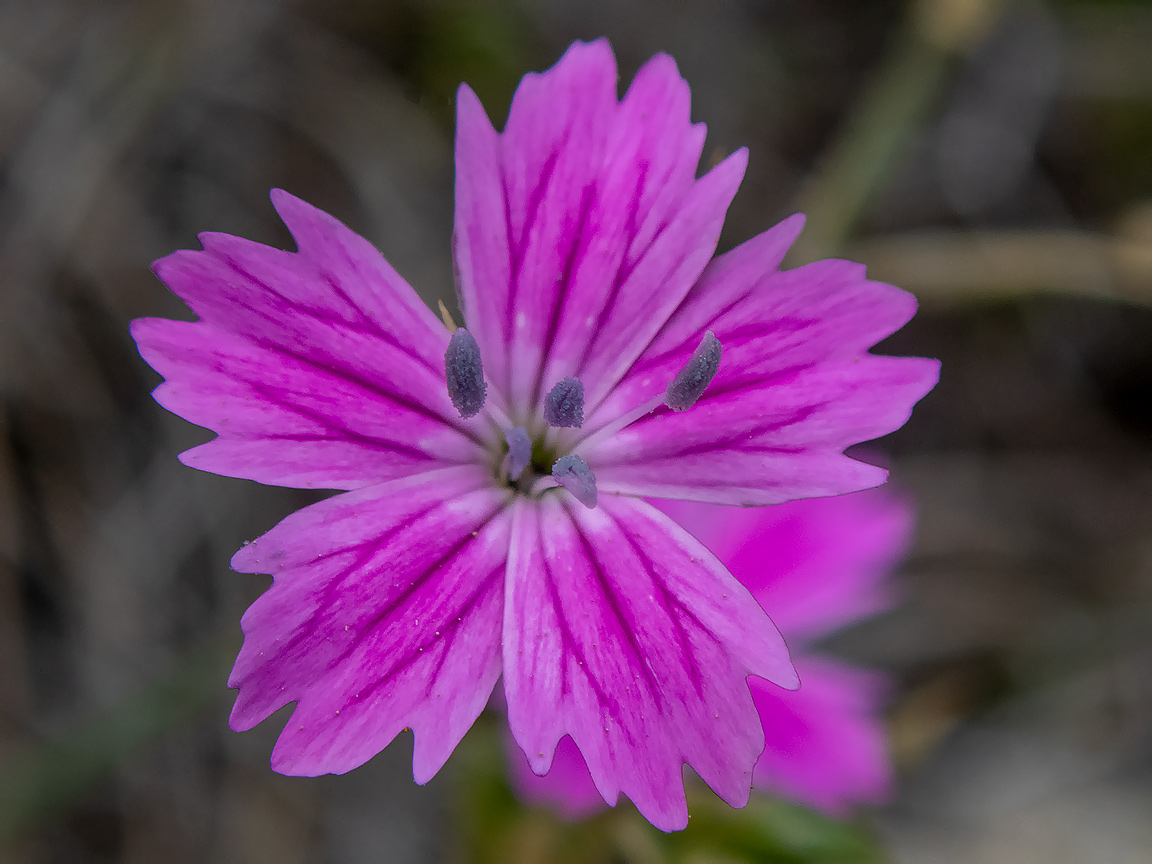 Image of Dianthus diffusus specimen.