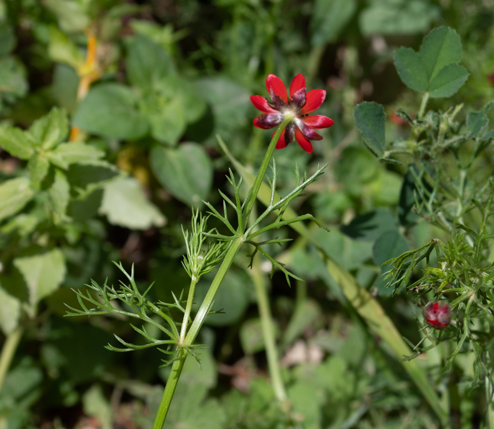 Изображение особи Adonis microcarpa.