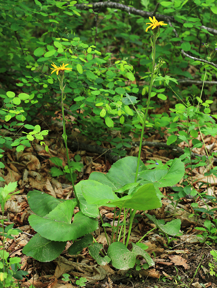 Image of Ligularia calthifolia specimen.