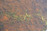 Potamogeton graminifolius
