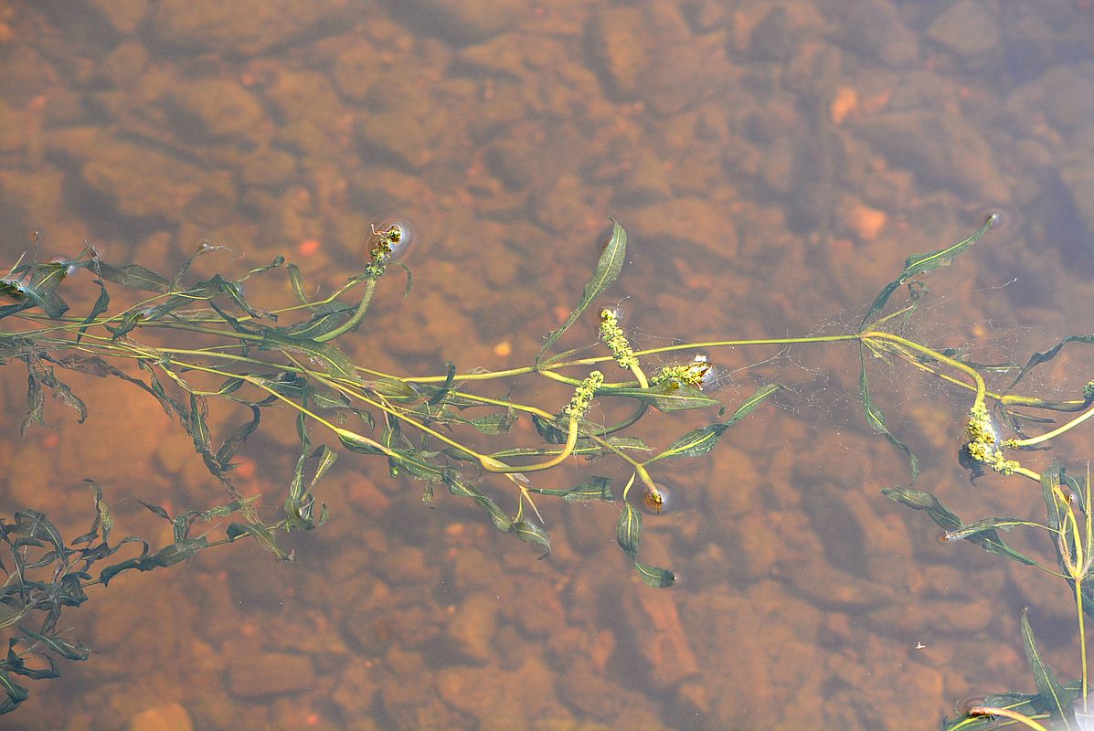 Изображение особи Potamogeton graminifolius.