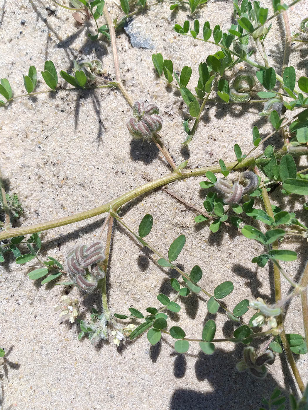 Изображение особи Astragalus contortuplicatus.