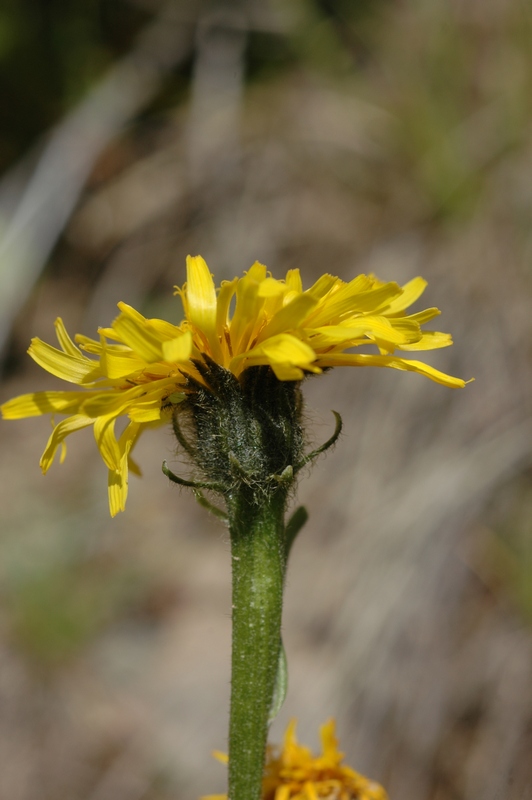 Изображение особи Crepis chrysantha.