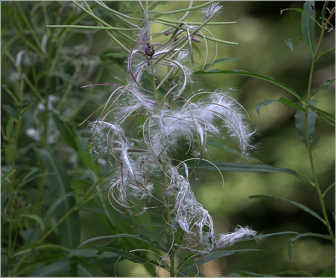 Image of Chamaenerion angustifolium specimen.