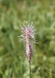 Plantago urvillei. Соцветие. Республика Алтай, Усть-Коксинский р-н, левый берег р. Катунь, окр. руч. Барбыш, луг. 31.07.2020.