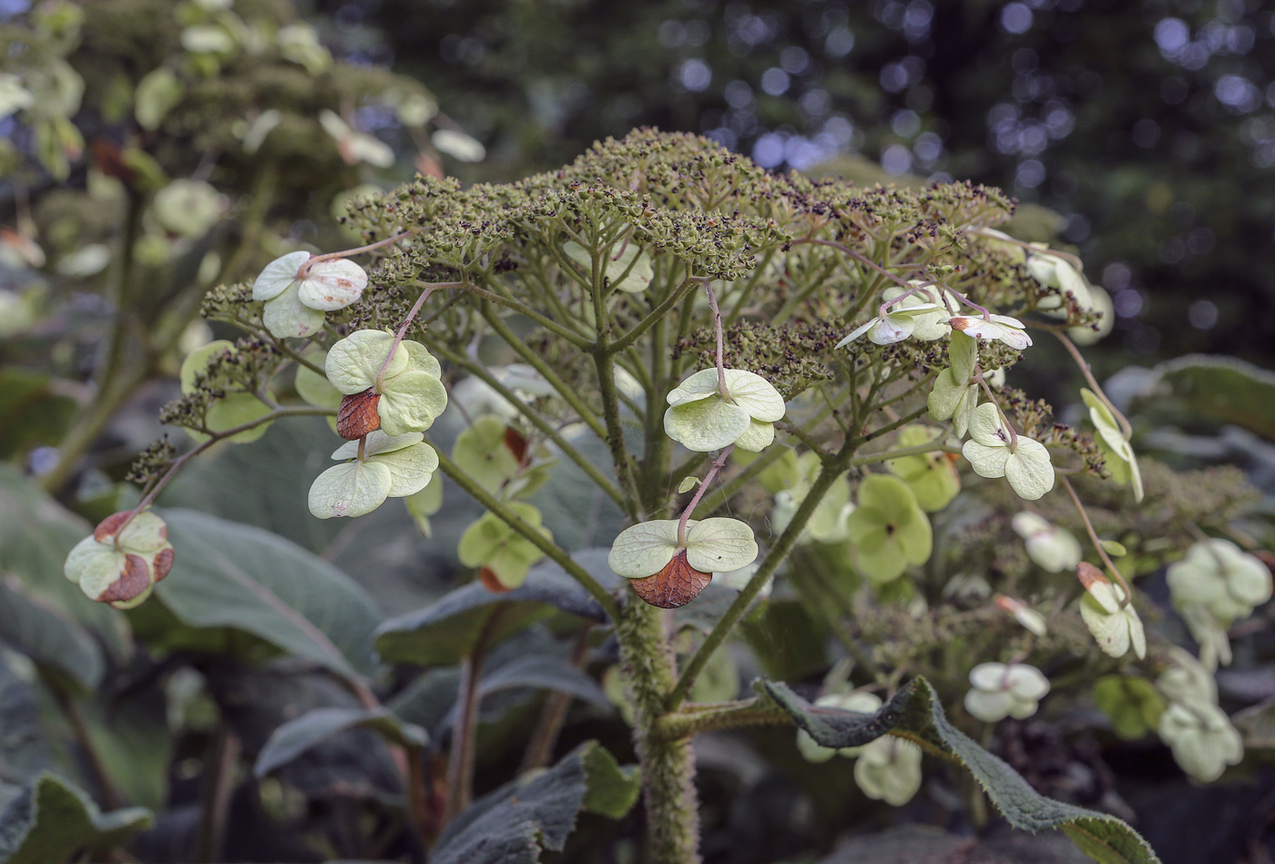 Image of Hydrangea aspera ssp. sargentiana specimen.