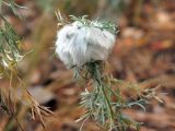 Artemisia austriaca