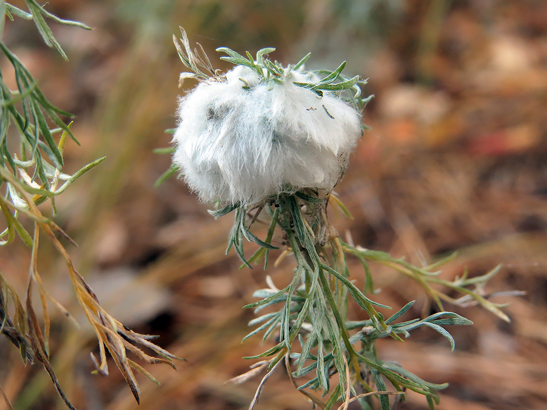 Изображение особи Artemisia austriaca.