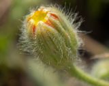 Crepis rhoeadifolia. Бутонизирующее соцветие. Греция, Эгейское море, о. Сирос, окр. пос. Фабрика (Φάμπρικα), возле грунтовой дороги. 22.04.2021.