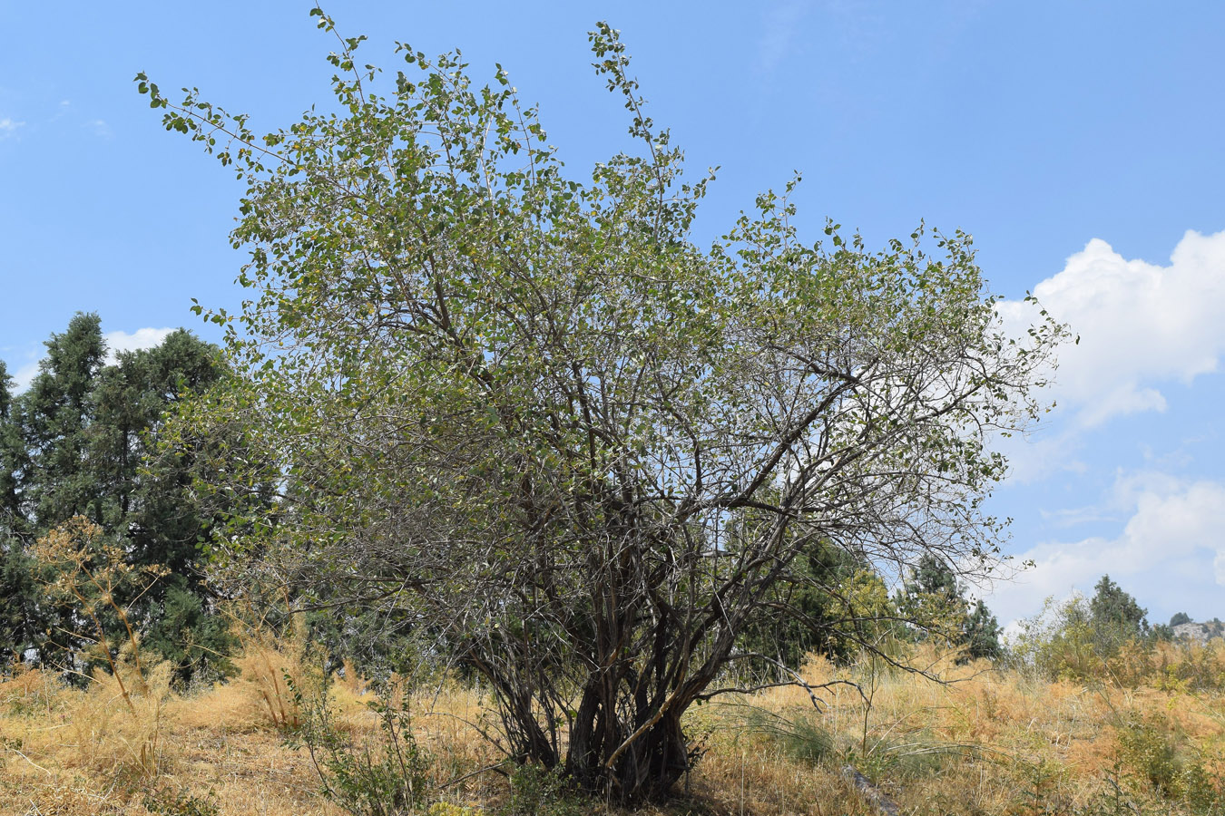 Image of Lonicera nummulariifolia specimen.