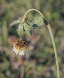 Trifolium montanum. Верхушка цветущего растения, прихваченная утренним морозом. Республика Удмуртия, Каракулинский р-н, Ныргындинское сельское поселение, дер. Зуевы Ключи, разнотравный луг. 08.10.2021.