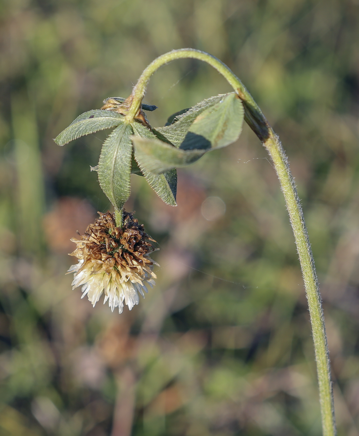 Изображение особи Trifolium montanum.