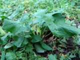 Arum orientale